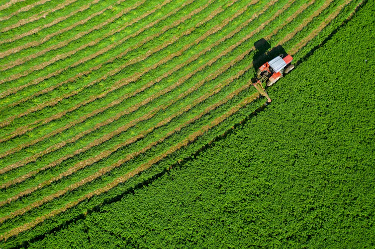 Aerial shot of a tractor harvesting a green crop.