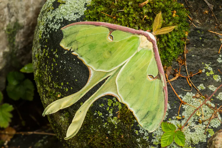 Close up of green moth with long tail