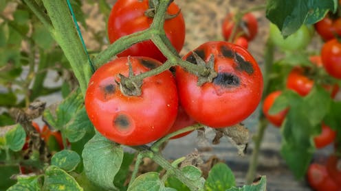 ¿Podemos curar a los tomates usando perfumes?