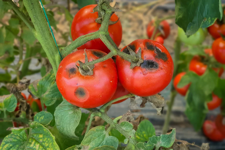 Cultivo de tomates con manchas negras