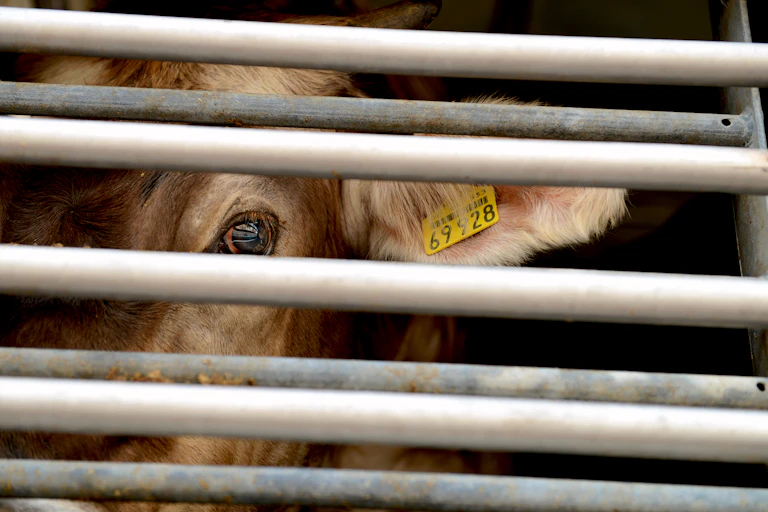 A cow behind bars.