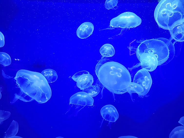 Plancton puede explorar el crimen, influye en el clima e influye en la ciencia 1 medusas contra el fondo azul brillante
