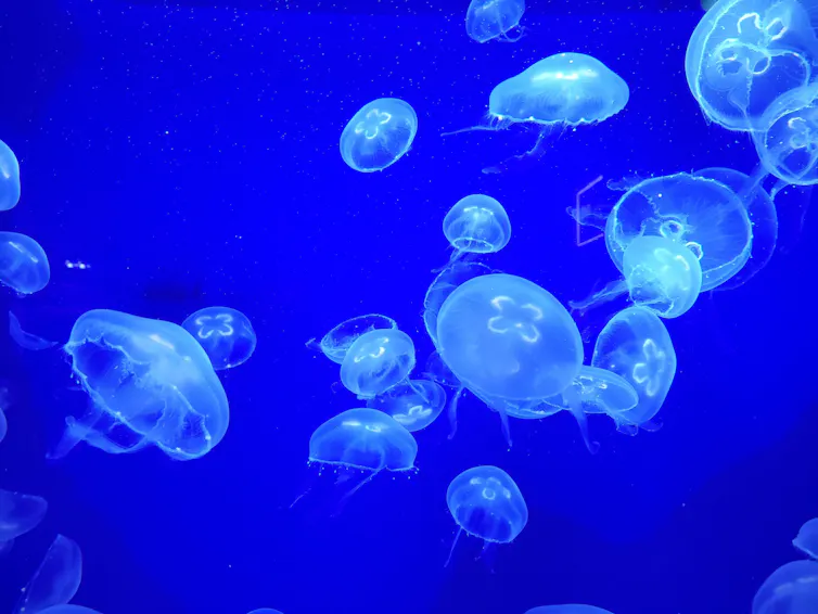 jellyfish against a bright blue background