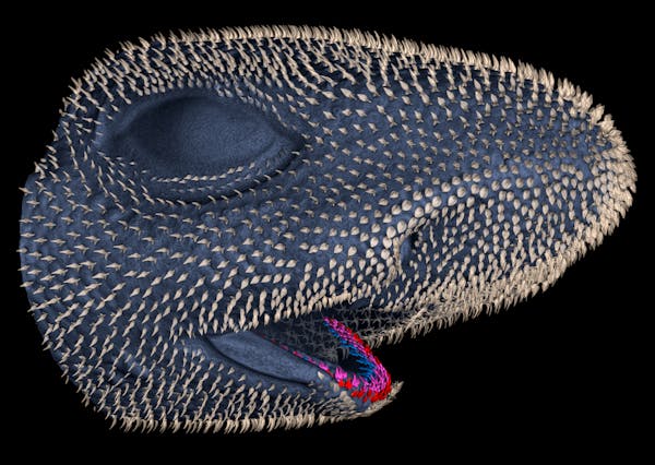 looks like a face with a big eye and an open mouth, everything covered with little bumps