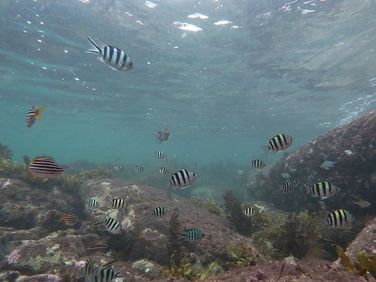 Underwater still image showing a mixed group of fish, both tropical and temperate species, living together on a rocky reef