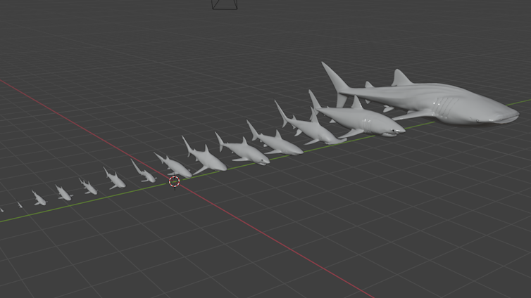 3D models of various kinds of sharks.