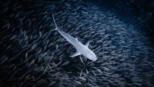 Sharks come in many different shapes and sizes. But they all follow a centuries-old mathematical rule