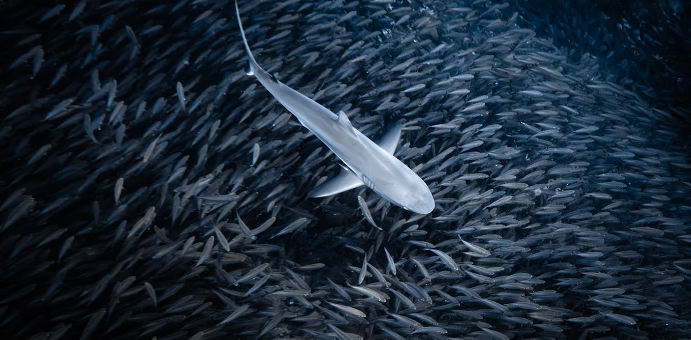 Sharks come in many different shapes and sizes. But they all follow a centuries-old mathematical rule