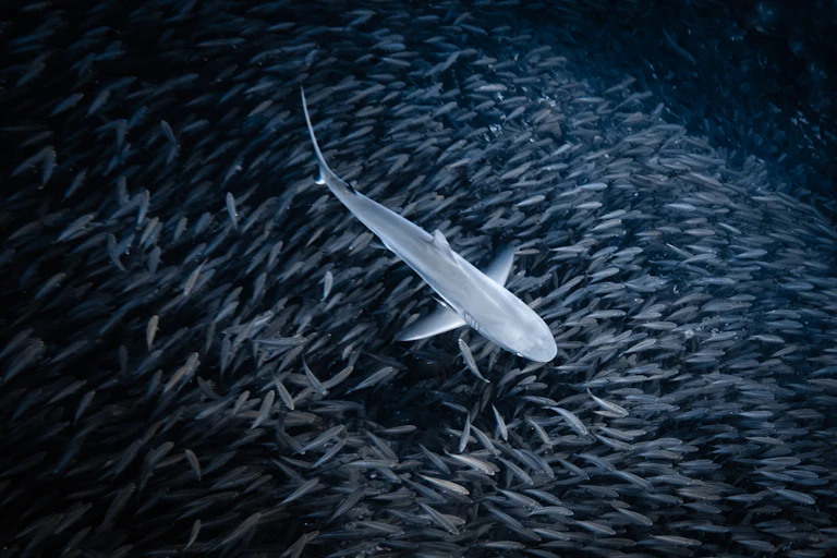 A shark swimming through a shoal of fish.