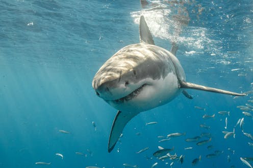 how a single movie changed our perception of white sharks forever