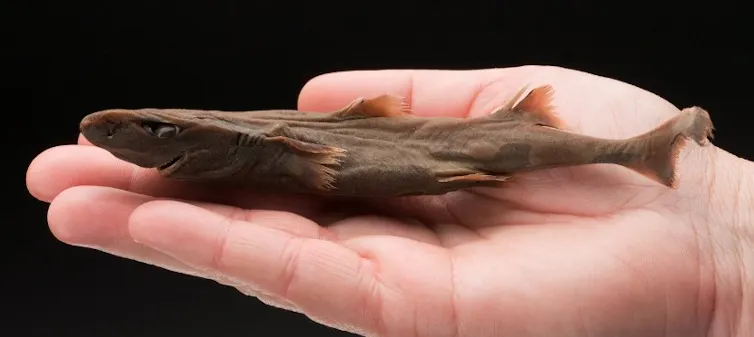 A small shark held in a human hand.