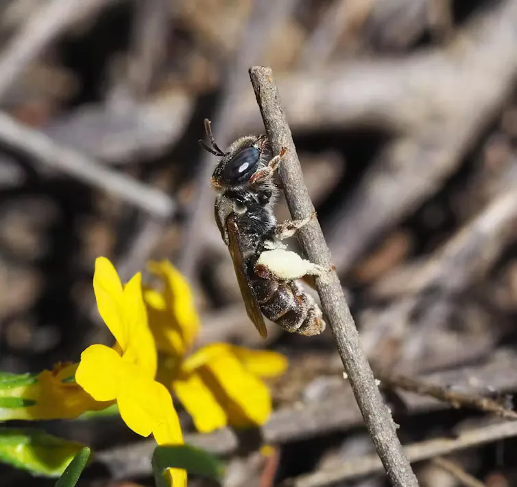 hairy bee