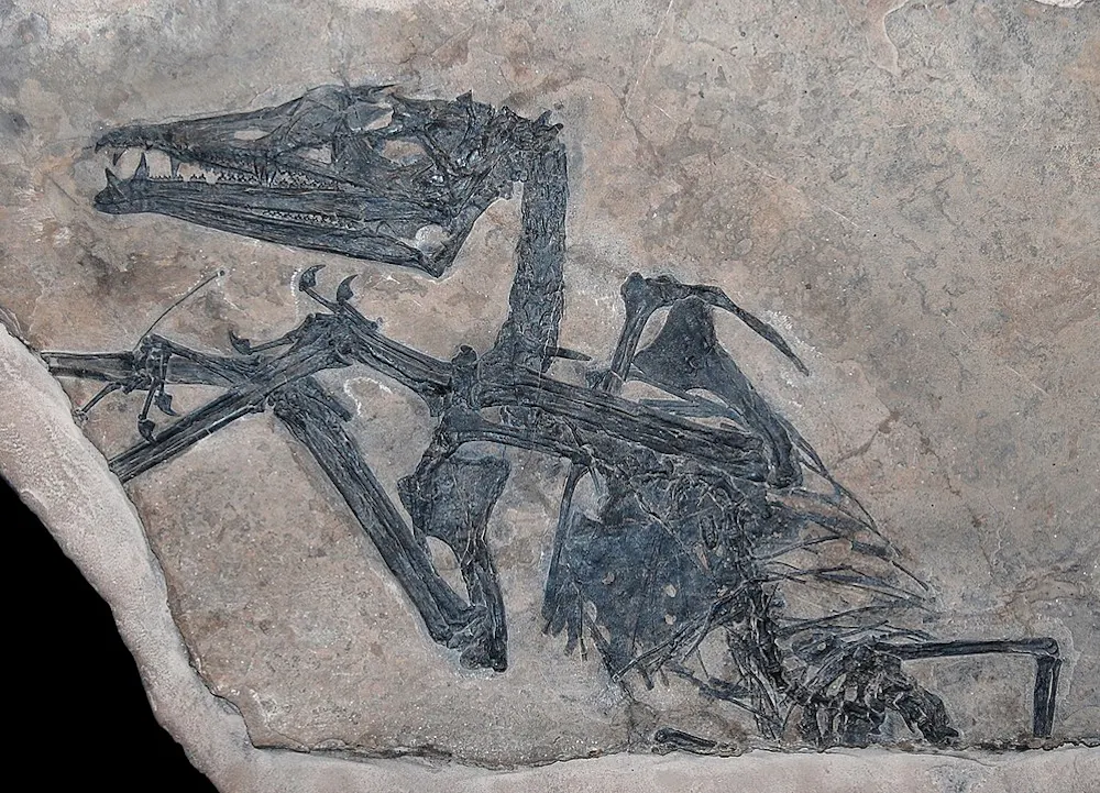 How Pterosaurs Learned To Fly Scientists Have Been Looking In The how-pterosaurs-learned-to-fly-scientists-have-been-looking-in-the