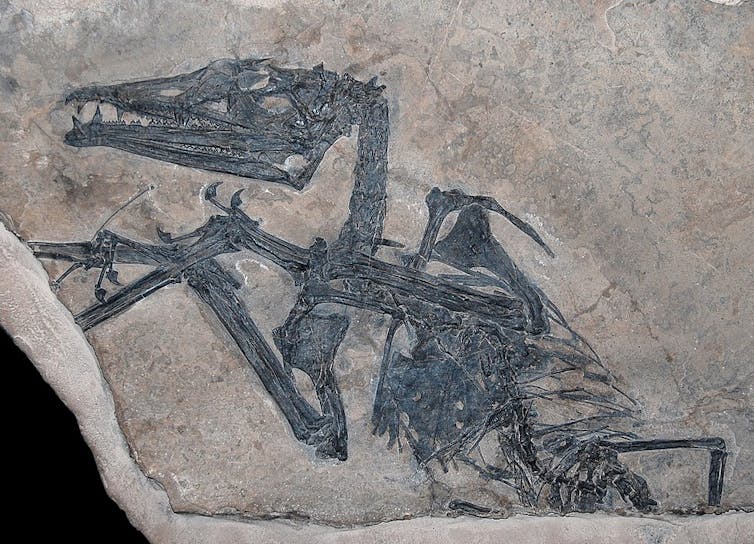 Eudimorphodon ranzii fossil found in Bergamo in 1973