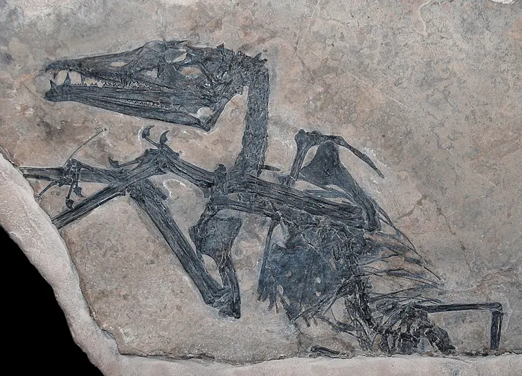 Eudimorphodon ranzii fossil found in Bergamo in 1973