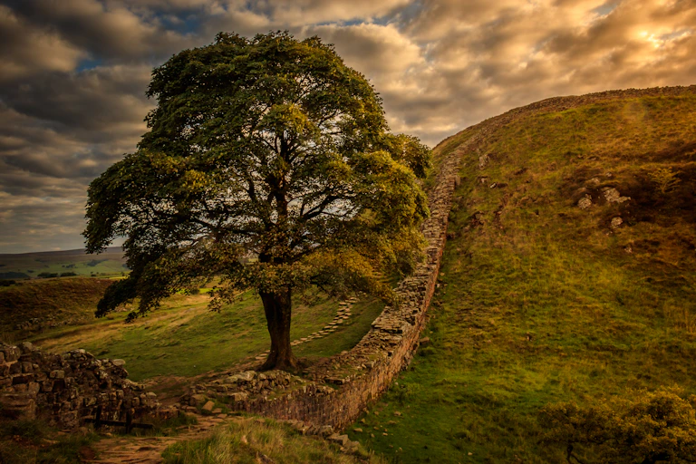 sycamore gap tree