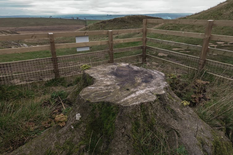 cur tree trunk in fenced off area
