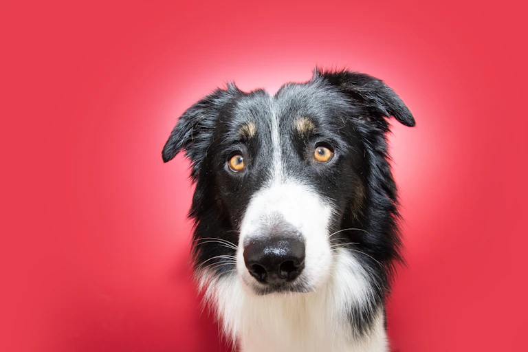 Border collie dog looking anxious