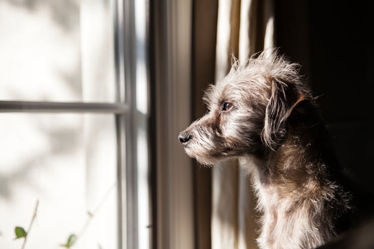 Close up of dog looking out of a window