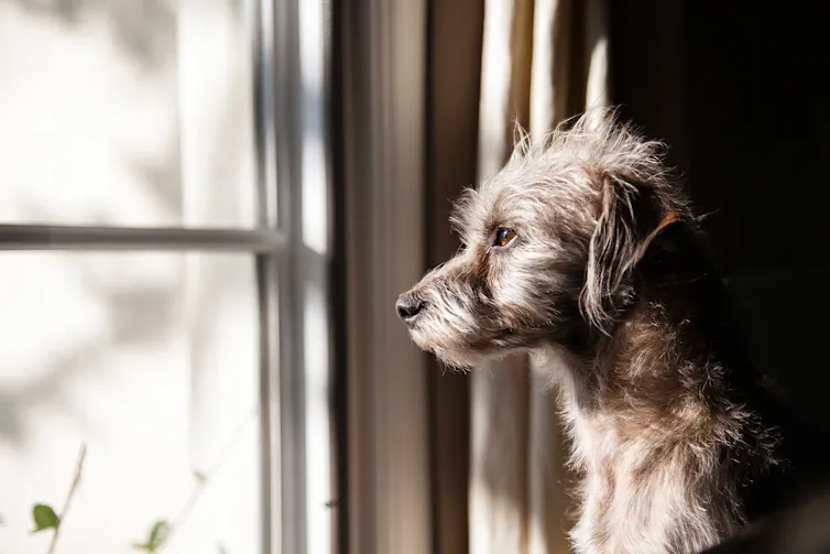 Close up of dog looking out of a window