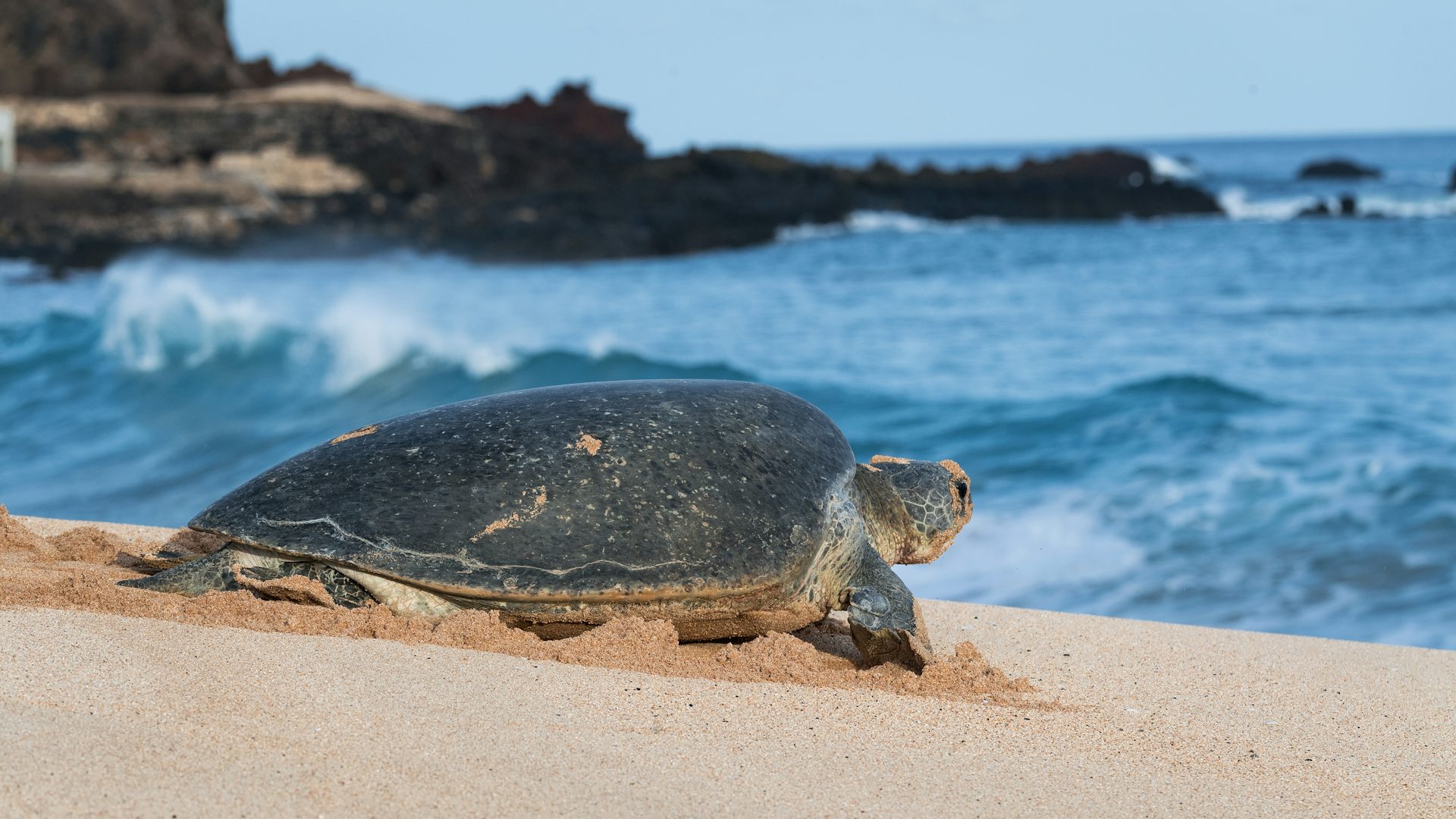 Une tortue verte observe l'océan
