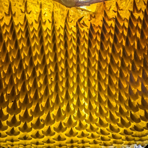 about a dozen rows of pointy teeth, all lined up