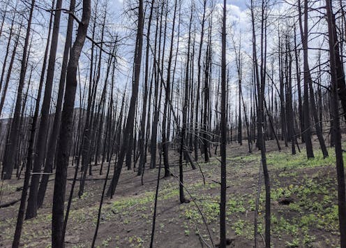 After the smoke clears, a wildfire’s legacy can haunt rivers for years, putting drinking water at risk