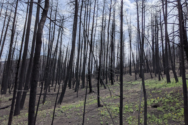 The blackened trucks of fill what was once dense forest. Below it, the ground is mostly bare.