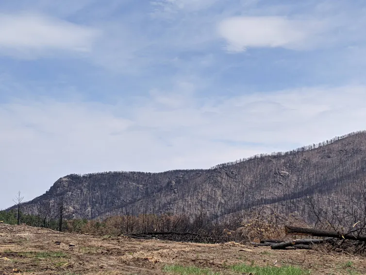 A blackened mountain slope where all of the trees have burned.
