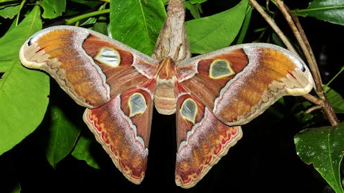 how you can help Australia’s 1,000 threatened invertebrates