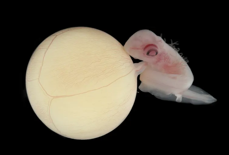 pinkish white fish embryo next to a larger yellowish sphere