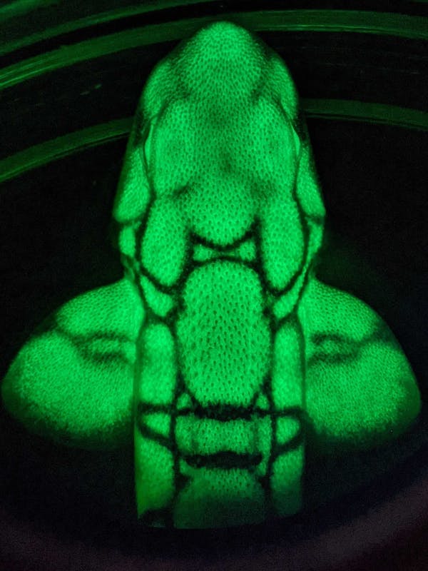 green glowing sections on the front part of a fish against a black background