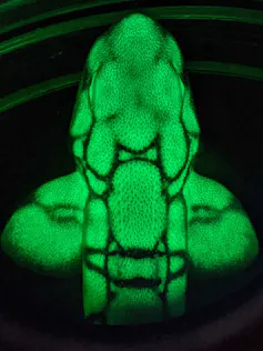 green glowing sections on the front part of a fish against a black background