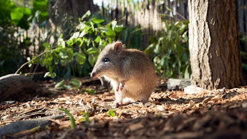 ‘Guerrilla rewilding’ aims for DIY conservation – but it may do more harm than good