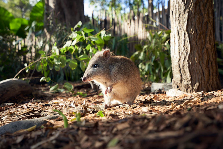 A sunlit potoroo.