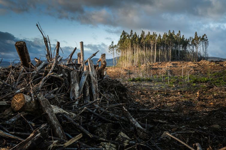A piled of felled trees on cleared land, with a stand of intact trees in the background.