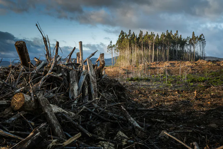 A piled of felled trees on cleared land, with a stand of intact trees in the background.