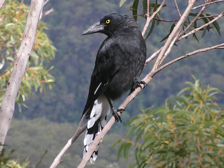 The pied currawong