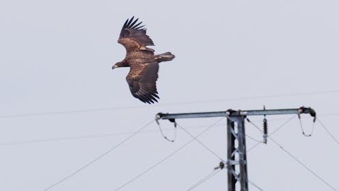 Overhead power lines kill millions of birds a year. Scientists found a way to help cut the devastating toll