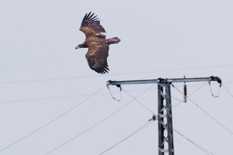 bird flies above power lines