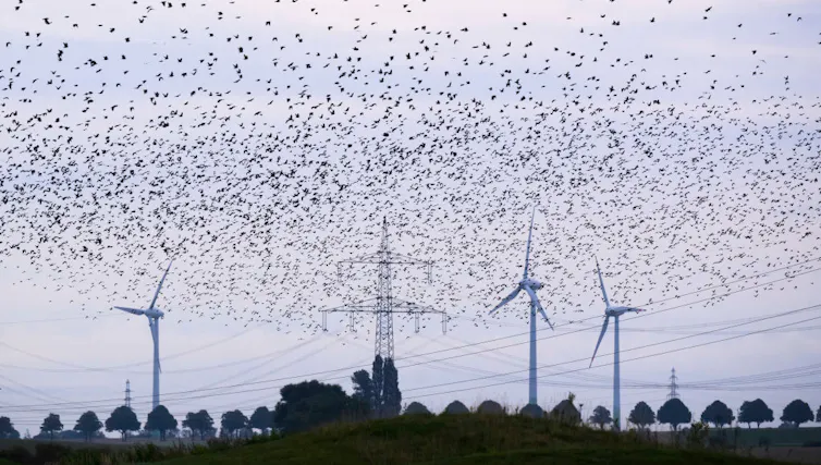 A flock of birds flying over power lines.
