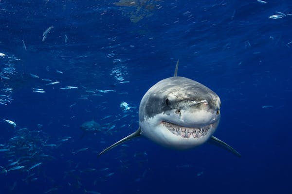 shark swims toward the camera with teeth visible in mouth, against blue ocean background