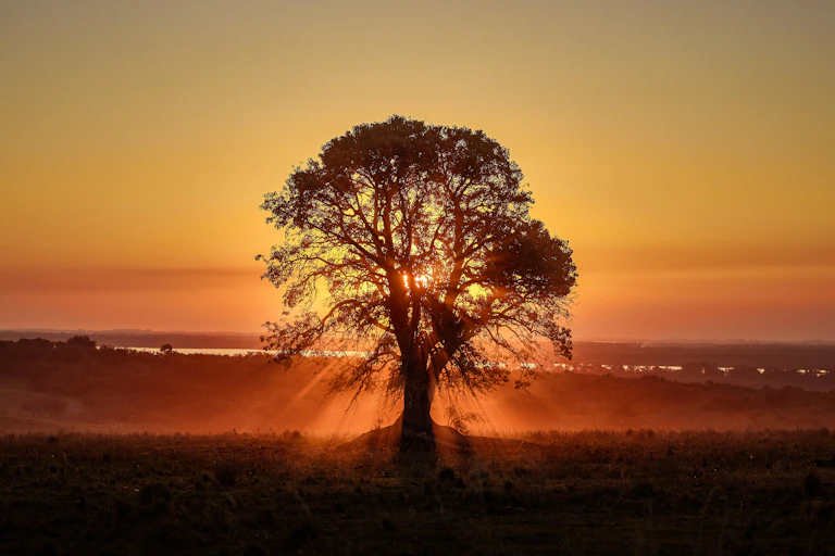 Sunset behind solitary tree in field