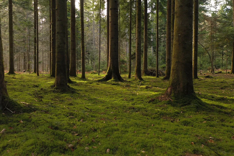 tree trunks in woodland