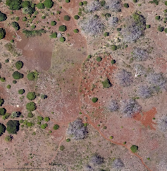 An image taken from up in the sky with bushes shown as green dots on a quite barren landscape and baobabs seen as white shapes with spindly branches