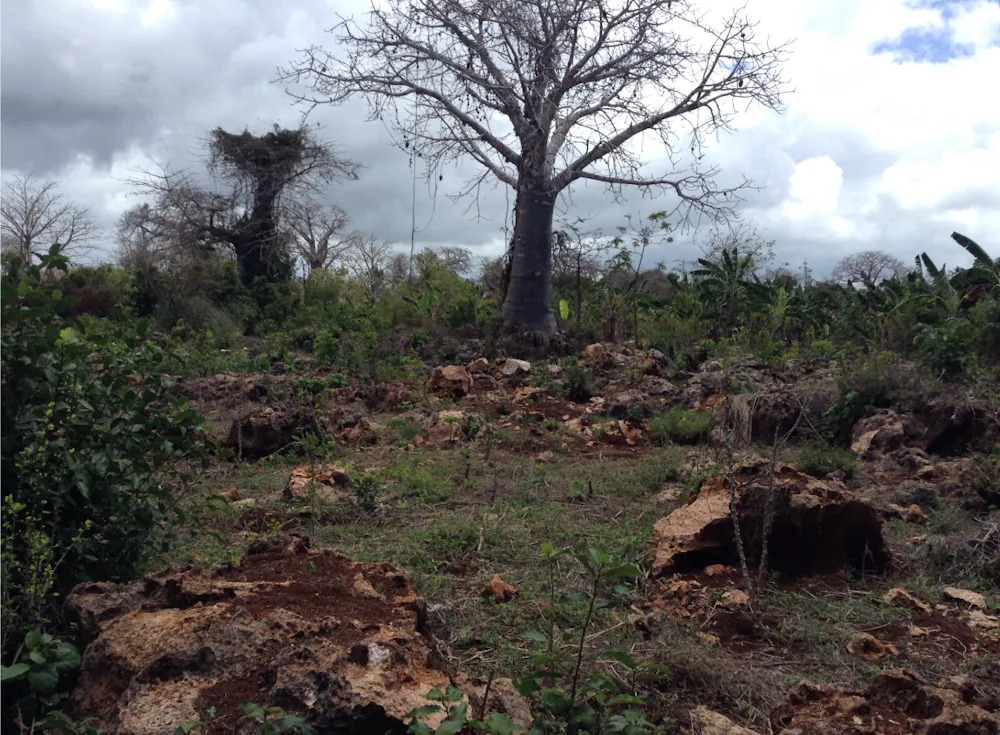 Zanzibar’s baobab trees used to be a valued part of society – drone ...