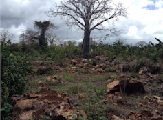 A baobab tree is growing near a piece of land covered with stone ruins