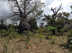 A gigantic ancient looking baobab surrounded by tiny bushes