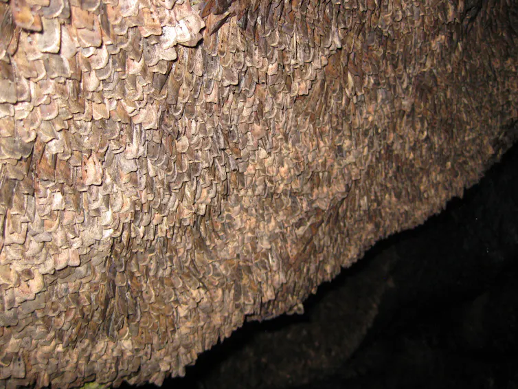 The wall of a cave carpeted with a thick layer of brown moths.