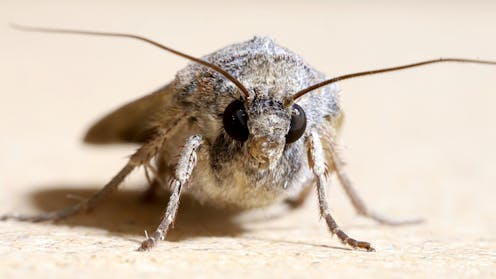 Migrating bogong moths use the stars and Earth’s magnetic field to find ancestral summer caves each year